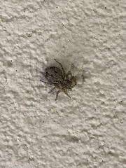 Saitis variegatus