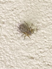 Saitis variegatus