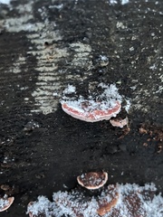 Rhodofomes cajanderi