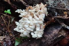 Hericium clathroides
