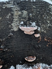 Rhodofomes cajanderi