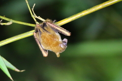 Melonycteris melanops
