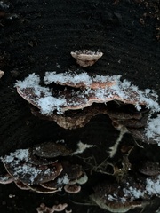 Rhodofomes cajanderi