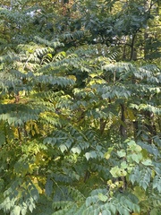 Gymnocladus dioicus