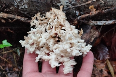 Hericium clathroides