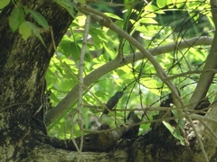 Amazilia tzacatl