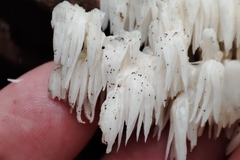 Hericium clathroides