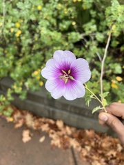 Malva subovata bicolor