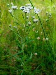 Achillea ptarmica