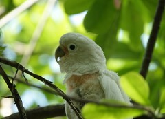 Cacatua goffiniana