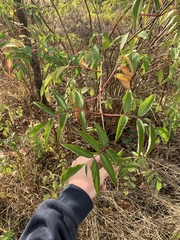 Sambucus canadensis