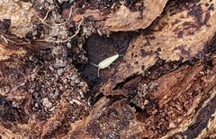 Atelurinae