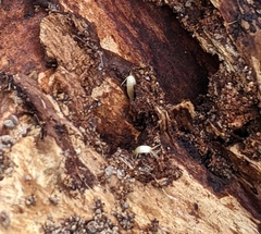 Atelurinae