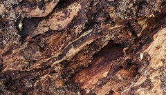 Atelurinae