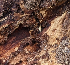 Atelurinae