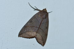 Thyas juno