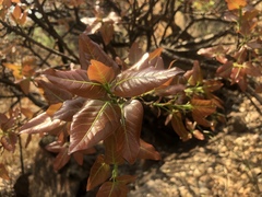 Ficus ingens