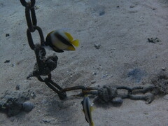 Heniochus intermedius