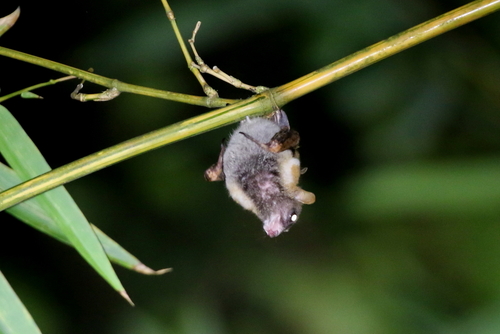 Black-bellied Fruit Bat (Melonycteris melanops) — Least Concern Mammalia