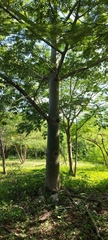 Ceiba