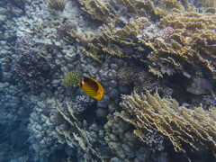 Chaetodon fasciatus