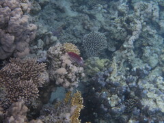 Sargocentron caudimaculatum