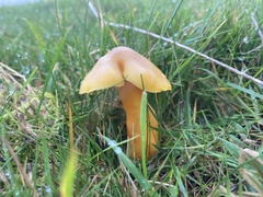 Hygrocybe quieta