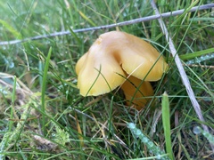 Hygrocybe quieta