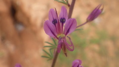 Cleome hirta