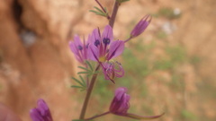 Cleome hirta