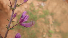 Cleome hirta