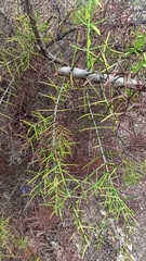 Scutia spicata pauciflora