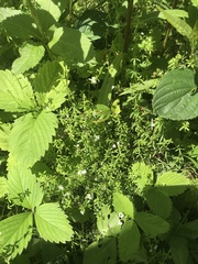 Galium labradoricum