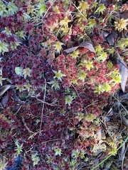 Sphagnum magellanicum