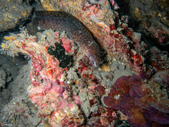 Gymnothorax