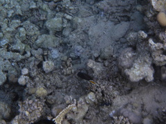 Sufflamen albicaudatum