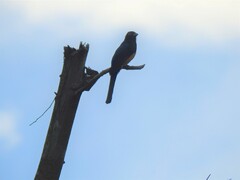 Trogon melanocephalus