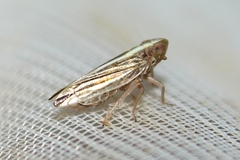 Stenocranus