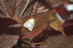 Titulcia confictella