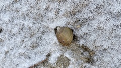 Lampsilis siliquoidea