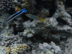 Halichoeres hortulanus