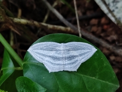 Acropteris striataria