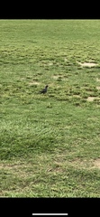 Turdus plumbeus