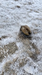 Lampsilis siliquoidea