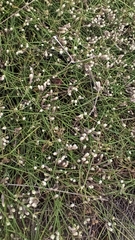 Alternanthera filifolia