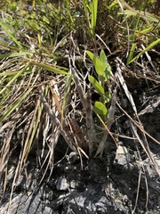 Dendrobium catenatum