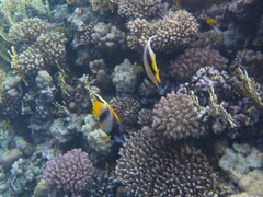 Heniochus intermedius