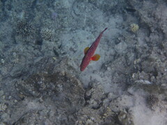 Cephalopholis miniata