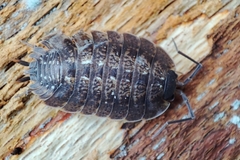 Porcellio monticola