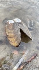 Lampsilis siliquoidea
